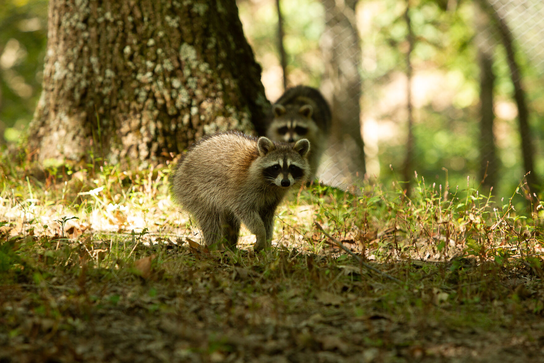 Raccoon
